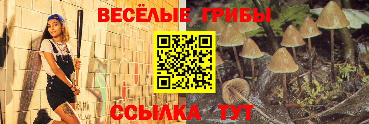 Вышний Волочёк  цена   Вход с VPN  Галлюциногенные грибы MAGIC MUSHROOMS  Псилоцибиновые грибы Psilocybe 